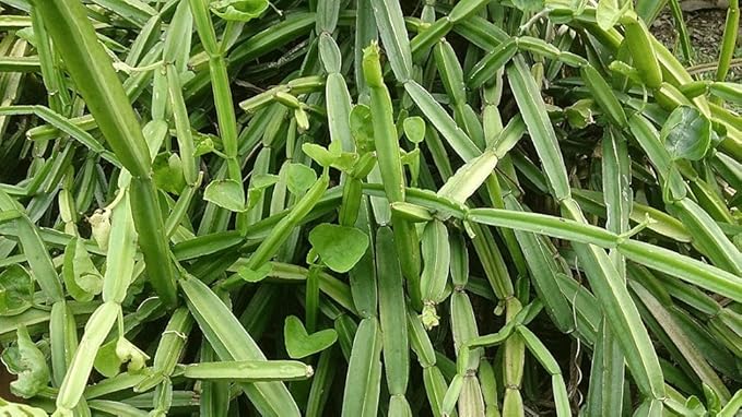 Veldt Grape Ivy - Devil's Backbone Herb - Cissus quadrangularis - 2 Pack 2" Pots