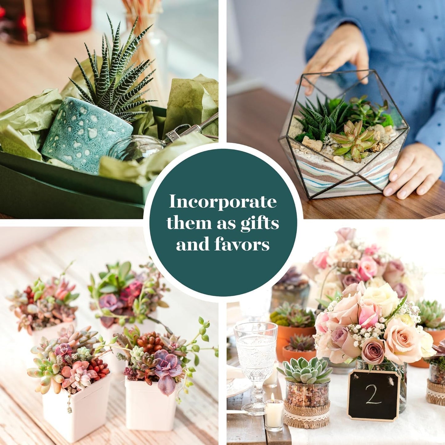 Shop Succulents Colorful Succulent Plant Pack 2" Grow Pot Pack of 40