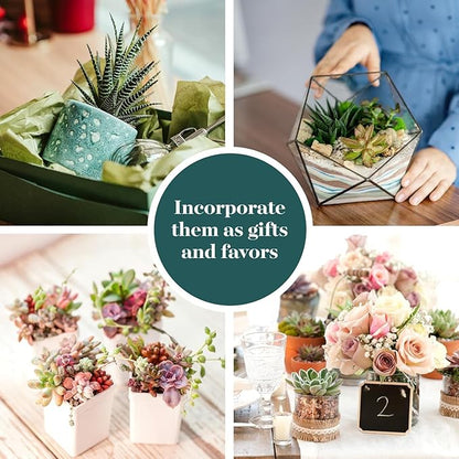 Shop Succulents Endless Summer Succulent Pack Collection - Live Mini Succulent Plants, Low Maintenance, Colors & Textures - Wedding and Party Favors, Gift & Garden, Pack of 64