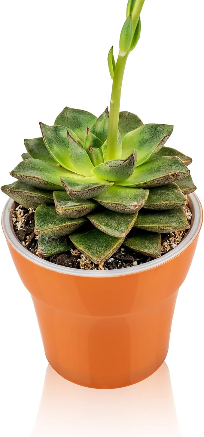 Gardenera Premium Albuca Spiralis Potting Soil Mix - Perfect Balance of Nutrients, Drainage, and Aeration for Thriving Blooms - 2 Quart