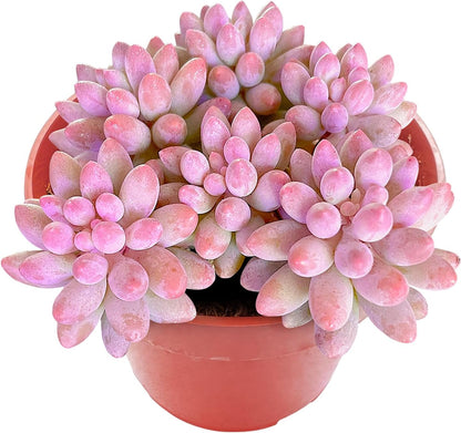 Sprout N Green Pachyphytum 'Machucae' Baby Finger, 1 Live Mini Succulent Plant Fully Rooted in 4" Pot, Real House Plant for Indoor Outdoor Home Office Wedding Decoration Party Favor