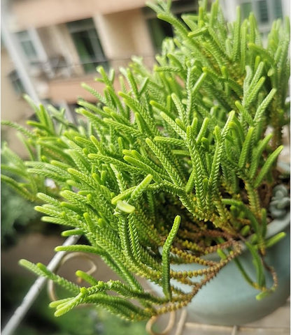 Sprout N Green Watch Chain, Rare Live Crassula muscosa Succulent Plant Fully Rooted in 4" Planter with Soil, Home Office Indoor Outdoor Wedding Decoration DIY Projects Party Favor