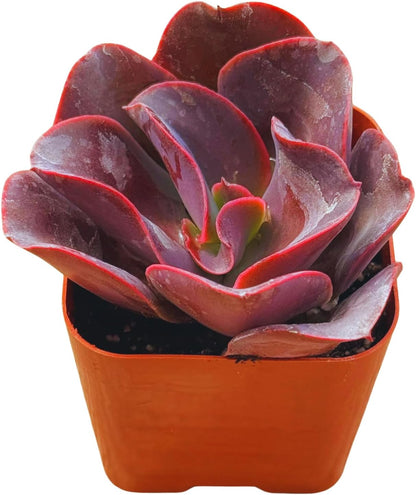 Succulents Plants Live 2" Echeveria Big Red, Live Mini Succulent Plants, Easy Care House Plants Rooted in Succulent Soil Mix, by The Succulent Cult
