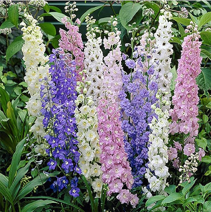 Fall Blooming Mix of Wildflowers