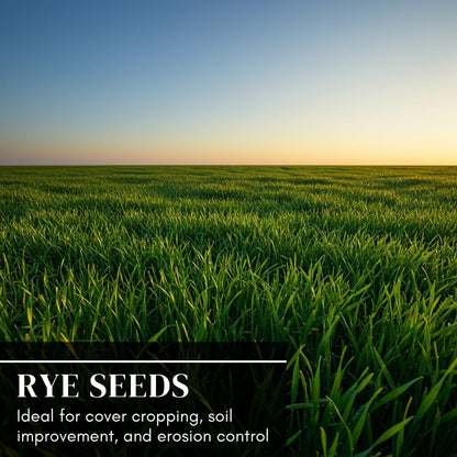 Perennial Ryegrass Seeds for Planting - Premium Quality Rye Grass Seed (10 Pounds)