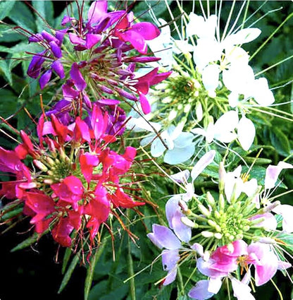 Mixed Cleome - Spider Plants - Nectar Flower for Monarch Butterflies - Large Paclage - 5000 Seeds