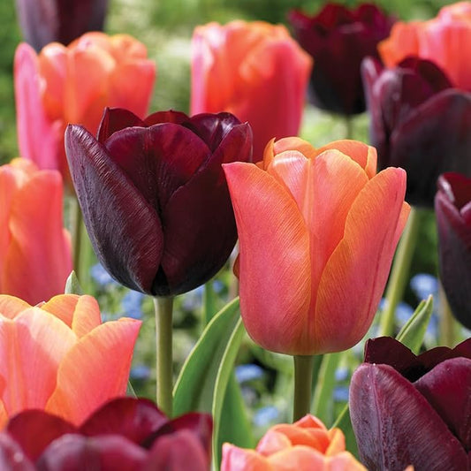 Garden State Bulb Maroon and Orange Mix Triumph Tulip Flower Bulbs, 12/+ cm, Fall Planting (Bag of 25)