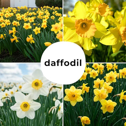 Daffodil Mix Bulbs for Planting - Easy to Grow Perennial Flowers for Garden or Containers (100 Bulbs)