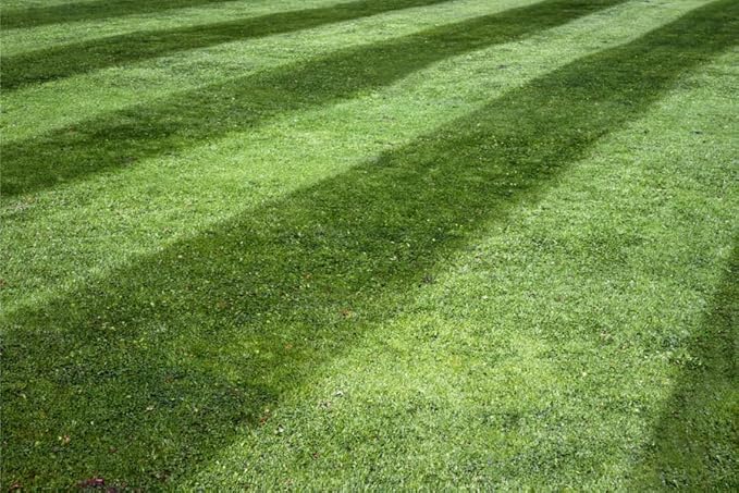 Lesco All-Pro Transition Tall Fescue Grass Seed Blend (50 lbs) – Drought-Tolerant, Heat & Shade Resistant, Insect-Resistant Lawn Seed for Durable Turf - **Non-Returnable**