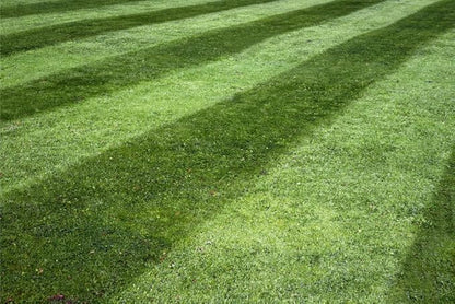 Lesco All-Pro Transition Tall Fescue Grass Seed Blend (50 lbs) – Drought-Tolerant, Heat & Shade Resistant, Insect-Resistant Lawn Seed for Durable Turf - **Non-Returnable**