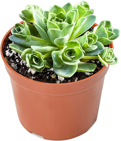 Sprout N Green Greenovia Dodrantalis | Aeonium dodrantale, 1 Live Succulent Plant Fully Rooted in 4" Pot, House Plant for Indoor Outdoor Home Office Wedding Decoration DIY Project Party Favor