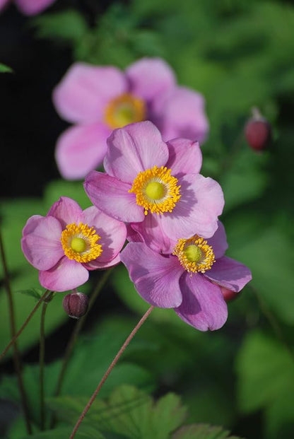 Perennial Farm Anemone Tomentosa 'Robustissima' – Live Windflower Perennial in #1 Container, Soft Pink Blooms, Vigorous & Hardy, Long Blooming, Deer Resistant, Ideal for Borders & Late Summer Color