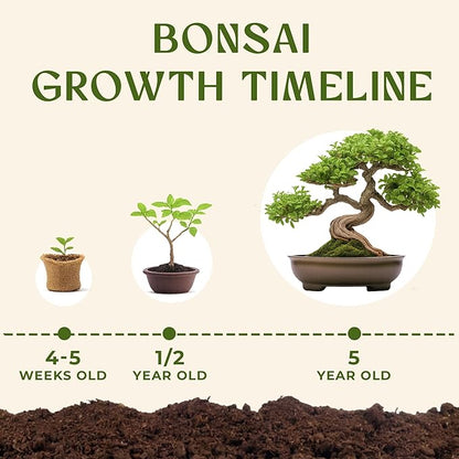 AVERGO Bonsai Tree Kit for Beginners – 5X Unique Japanese Bonzai Trees | Complete Indoor Starter Kit for Growing Bonsai Plants with Tools & Planters – Gardening Gifts for Women & Men