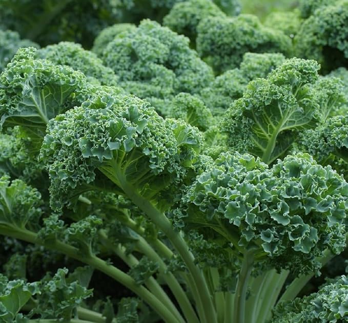 Curled Blue Kale Seeds for Planting – Plant & Grow Heirloom Non-GMO Curled Blue Vates Kale Home Outdoor Vegetable Garden, Brassica oleracea VAR. acephalla – 2 Packets