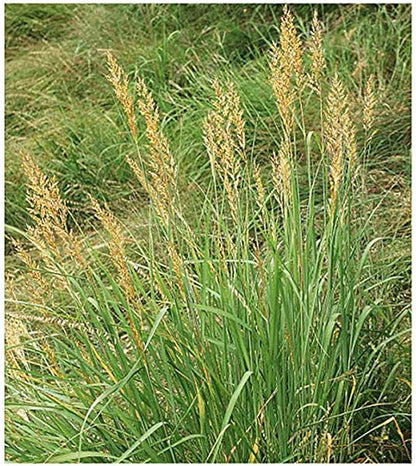 Indiangrass Seeds - Tall Grass Prairie Inhabitant - Can Reach 7 Feet in Height