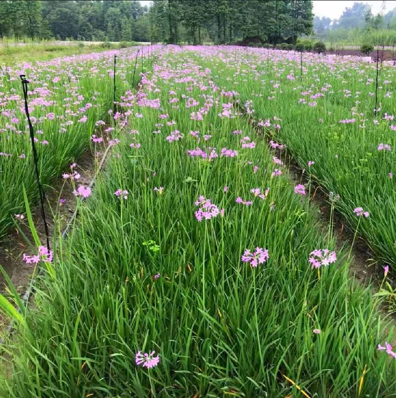 Drip Irrigation Micro Sprinkler Heads: 12 pcs G Type 360 Degree Spray Nozzles for Gardening Lawn Micro-Spray Watering System