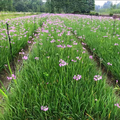 Micro Spray Sprinkler Stake Assembly: 9 Sets Full Circle 360 Degree Watering Nozzles Emitters with Spike and 1/4 inch Tubing for Greenhouse Nursery Garden Drip Irrigation System