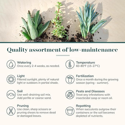 Shop Succulents Assorted Succulent Plant Pack Collection - Live Mini Succulent Plants, Low Maintenance, Mixture of Colors & Textures - Wedding and Party Favors, Gift & Garden, Pack of 32