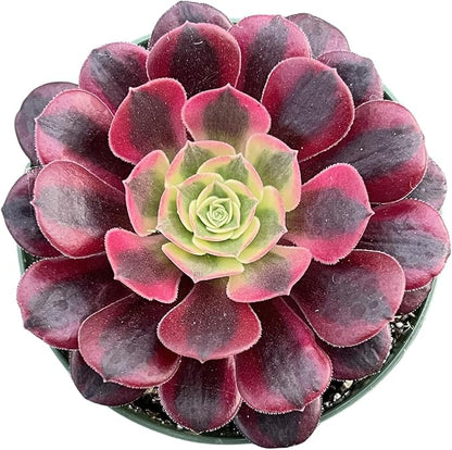Sprout N Green Aeonium 'Meidusha', Live Rare Succulent Potted 4" Planter, Real House Plant for Party Favors Home Indoor Outdoor Garden Wedding Decoration DIY Projects