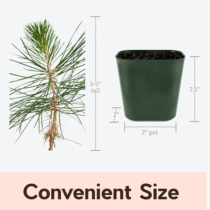 My Shelfie - Japanese Black Pine Bonsai Tree, 3-5-Inch Tall Bonsai Tree Live, Live Plants for Outdoor or Indoor Garden, Mini Tree in 2-Inch Pot (3)