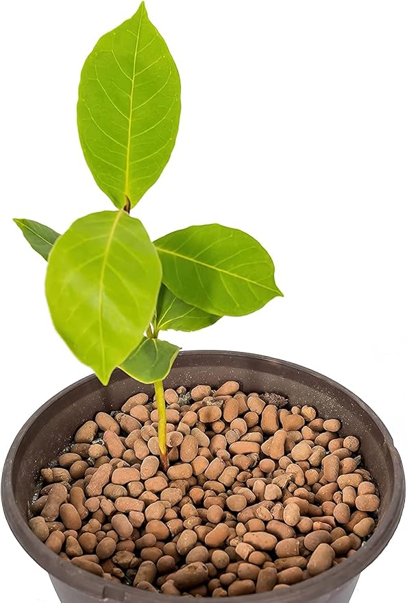 Gardenera Expanded Clay Pebbles for Plants – 4mm-16mm LECA Balls | 100% Natural Hydroton Clay for Drainage, Hydroponics, Aquaponics, Terrariums, Orchids & Indoor Plant Growing Medium - 1 Quart