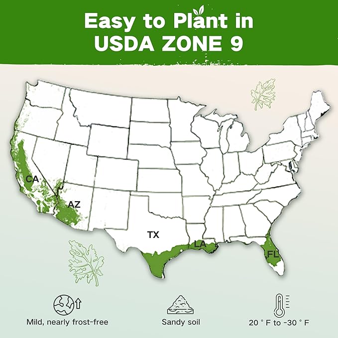 Lush&Dew Year-Round USDA Zone 9 Seed Bank, Gift for Mom Dad, 32 Varieties Non-GMO Heirloom Seeds of Vegetables, Herbs Gardening Gifts for Women Men, Survival Kit for Raised Garden Bed, Greenhouse