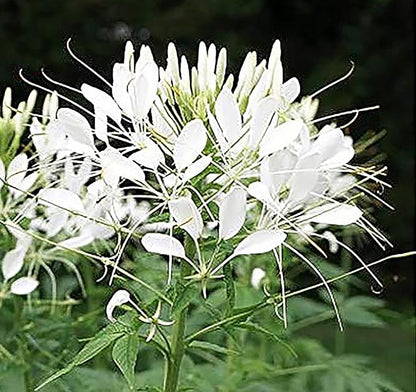 Pure White Cleome - White Queen Spider Plant Seeds - Nectar Flower for Monarch Butterflies - 1000 Seeds -