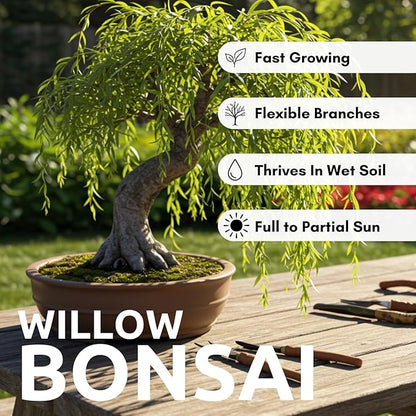 Eversong Weeping Willow Bonsai Tree Cutting to Grow - Thick Trunk Cutting, Fast Growing- Great Gift
