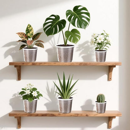 Augshy 36 Pack 6/5/4 Inch Clear Plastic Nursery Pots with Drainage Holes for Plants Seed Starting Pot Indoor Outdoor Garden