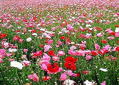 10,000 Double Shirley Poppies Seeds: Pastel Poppy Seeds