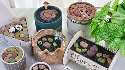 Sprout N Green Rare Lithops Collection, Living Stone Plant Fully Rooted in 4" Pot, Cute Potted Succulents Houseplant Pebble Plant, Great for Terrarium Arrangement, DIY Project