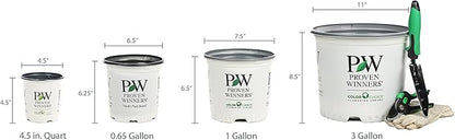 Proven Winners 0.65 Gal, Rock 'N Round™ 'Bright Idea' Stonecrop (Sedum), Live Plant, Yellow Flowers and Green Foliage, 0.65 Gallon (SEDPWP1147103)