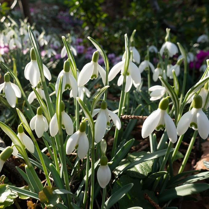 BRECK'S - White Snowdrops Galianthus Dormant Spring Flowering Bulbs - Each Offer Includes 25 dormant Spring Flowering Bulbs