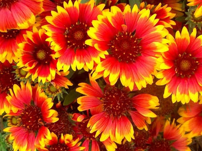 Dirt Goddess Super Seeds ~ Annual Gaillardia Seeds, Indian Blanket Flower -Gaillardia pulchella (1/4 Lb) 56,250 Seeds Non GMO Bulk