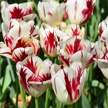 Mixed Sorbet Tulips – 8 Bulbs | Pink, Red & White Perennial Flowers - Spring Blooming | Easy-to-Grow Rembrandt Tulips for Rock Gardens, Borders & Containers – Zones 3–8 | Butterfly & Bee Attracting