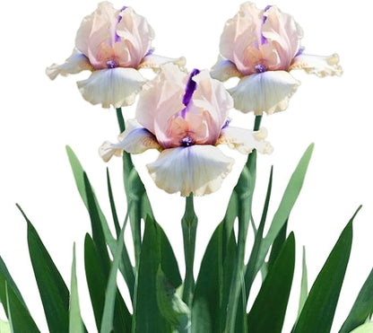 Easy to Grow Bearded Iris Concertina - 3 Plant Bulbs Rhizomes, Light Pink Blush Flowers in Spring to Fall, Full Sun Low Maintenance