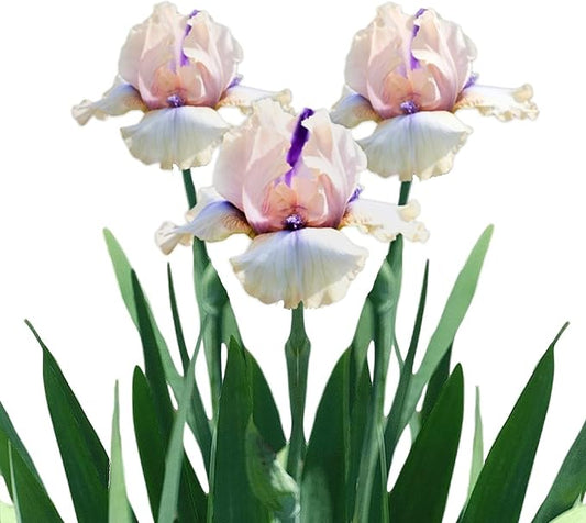 Easy to Grow Bearded Iris Concertina - 3 Plant Bulbs Rhizomes, Light Pink Blush Flowers in Spring to Fall, Full Sun Low Maintenance