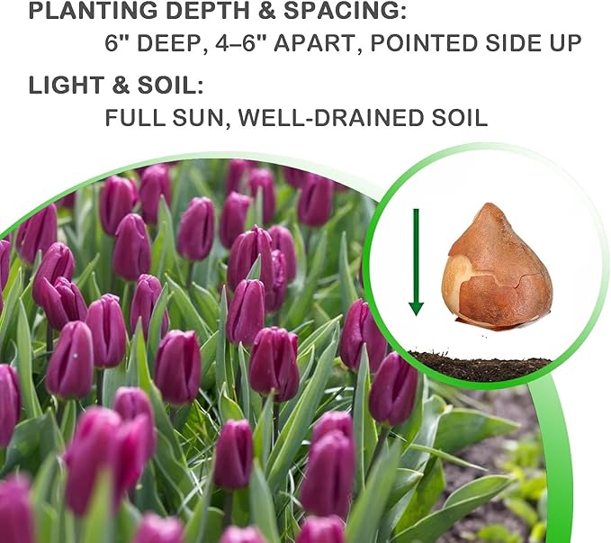 Lavender Purple Triumph Tulip Flowers – Gardener’s Favorite 10‑Bulbs| Pure & Variegated Lavender-Purple Spring Blooms | Sturdy Mid-Spring Perennials – Attracts Bees & Butterflies - USDA Zones 3–8