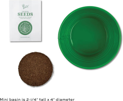 Buzzy Seeds Kid's Cactus Mini Basin Grow Kit | Green Painted Basin | Guaranteed to Grow | Fun Indoor-Outdoor Gardening Gift for Kids
