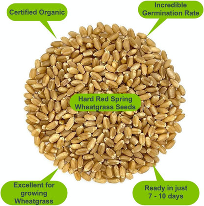 Organic Wheatgrass Self Watering Kit Refill Mats & Seeds for 5 Crops. (Refill Kits)