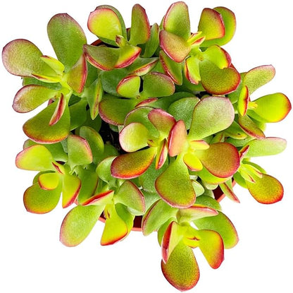 Sprout N Green Dwarf Jade - Crassula Ovata Crosby's Compact, Rare Cute Succulent Plant Fully Rooted in 4" Pot