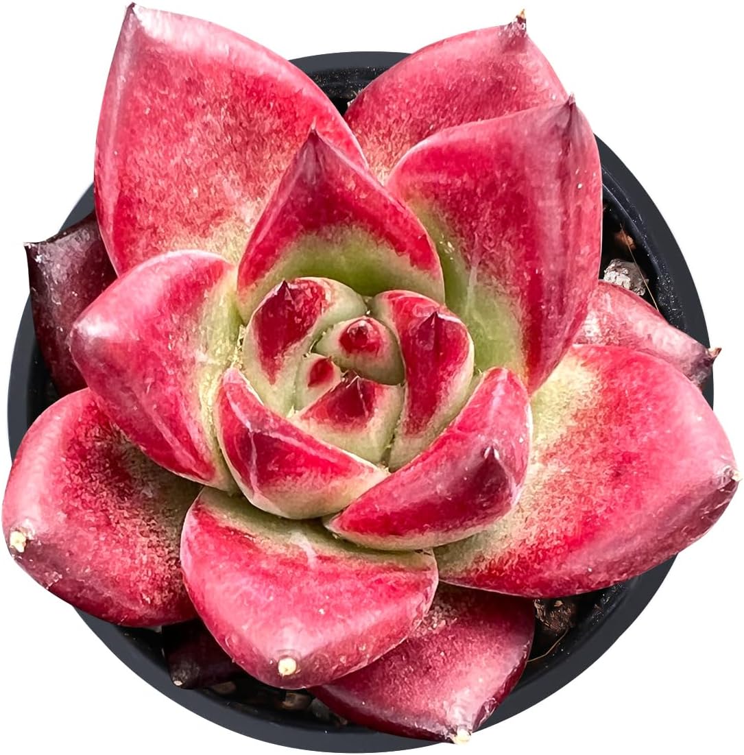 2" Rare Succulent Echeveria 'RedRoca', Live Succulents Plants Fully Rooted in Grower Pots, Unique Gift for Wedding Favor, Party Favor