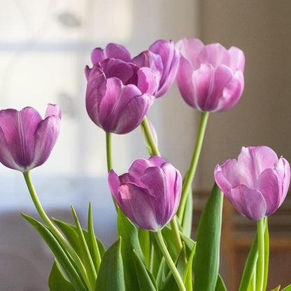 Lavender Purple Triumph Tulip Flowers – Gardener’s Favorite 10‑Bulbs| Pure & Variegated Lavender-Purple Spring Blooms | Sturdy Mid-Spring Perennials – Attracts Bees & Butterflies - USDA Zones 3–8