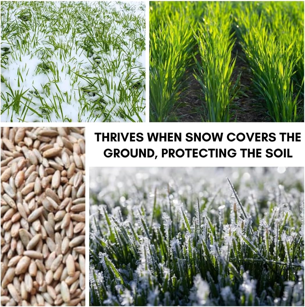 Rye Grass Seed - Fast Growing and Hardy Grass, Cover Crop, Food Plot. Grazing Pasture Seeds (25 Pounds)