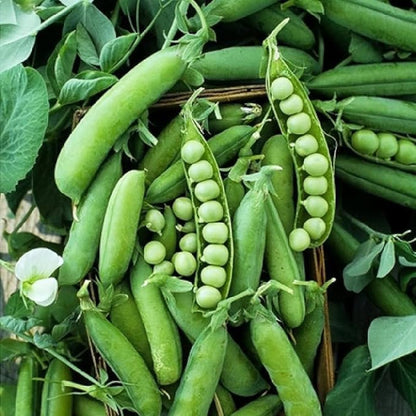 50 Sugar Ann Sugar Snap Pea Heirloom Seeds - Non GM - BUSH Form 2' High