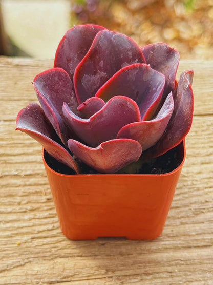 Succulents Plants Live 2" Echeveria Big Red, Live Mini Succulent Plants, Easy Care House Plants Rooted in Succulent Soil Mix, by The Succulent Cult