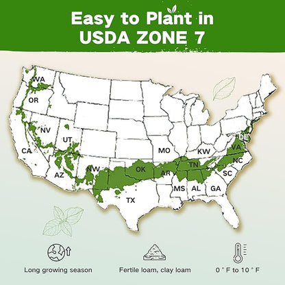 Lush&Dew Year-Round USDA Zone 7 Seed Bank, Gift for Mom Dad, 32 Varieties Non-GMO Heirloom Seeds of Vegetables, Flowers, Gardening Gifts for Women Men, Survival Kit for Raised Garden Bed, Greenhouse