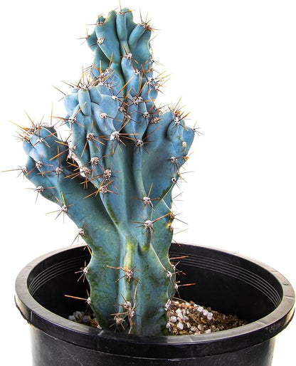 Cactus Outlet - Curiosity Cactus Plants Live, Live Plants Indoor & Outdoor Use, Live Cactus, 12”-18” - Rare Large Live Cactus - Landscape Ready Large Cactus Plant Live Delivered Right to Your Door