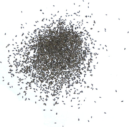 Seed Needs Wormwood Seeds for Planting - Non-GMO, Heirloom & Untreated Perennial Herb - Medicinal Herbs for Digestion & Gut Health (5 Packs)