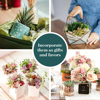 Shop Succulents Assorted Succulent Plant Pack Bulk Collection - Live Mini Succulent Plants, Low Maintenance, Mixture of Colors & Textures - Wedding and Party Favors, Gift & Garden, Pack of 20